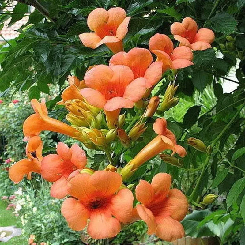 Orange HUMMINGBIRD TRUMPET CREEPER Campsis Radicans Vine Flower Seeds - Image 2