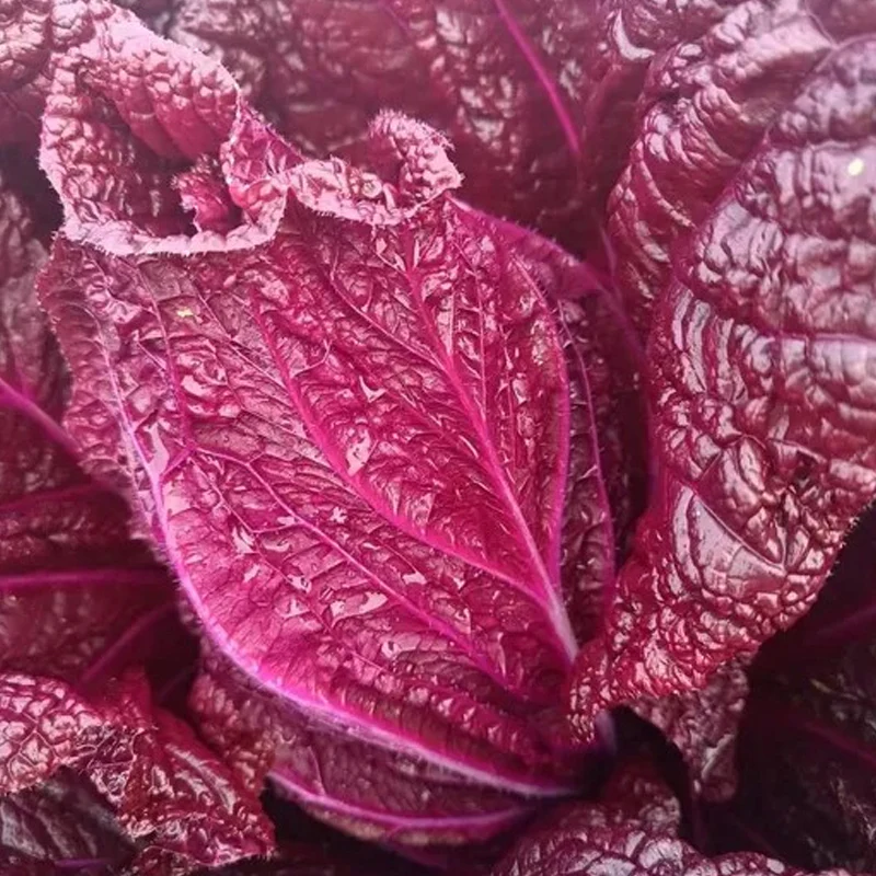 Organic Purple Cabbage Seeds - Image 3
