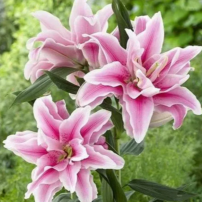 Oriental Perfume Lily Seeds - Image 11