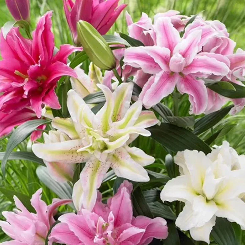 Oriental Perfume Lily Seeds - Image 7