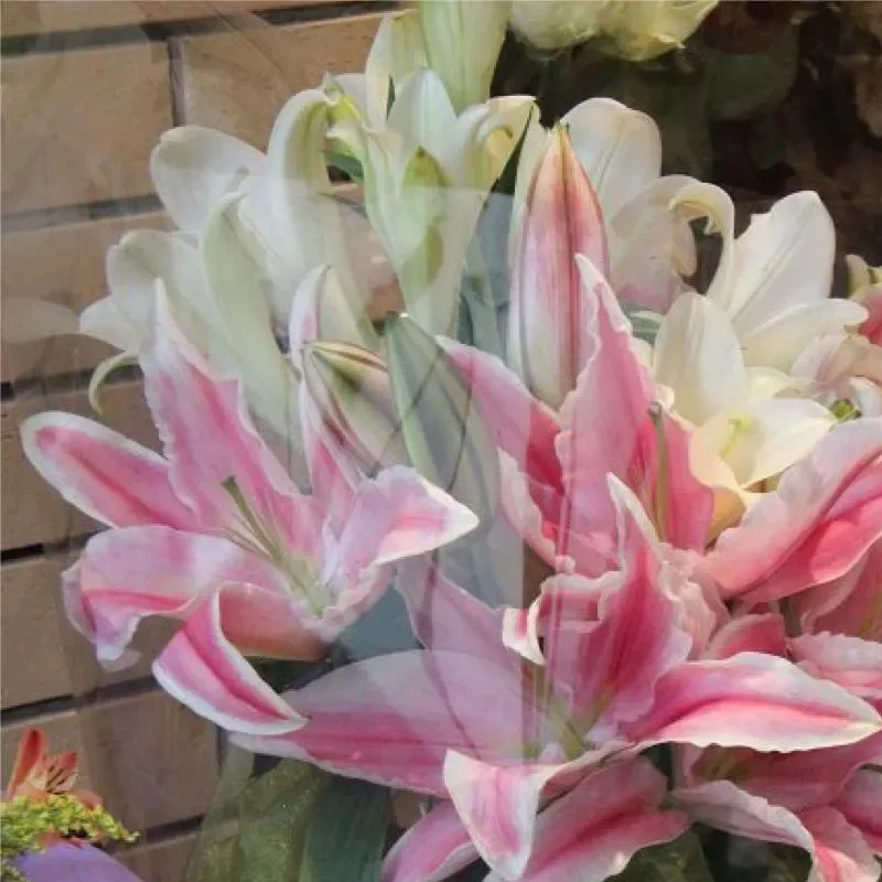Oriental Perfume Lily Seeds - Image 9