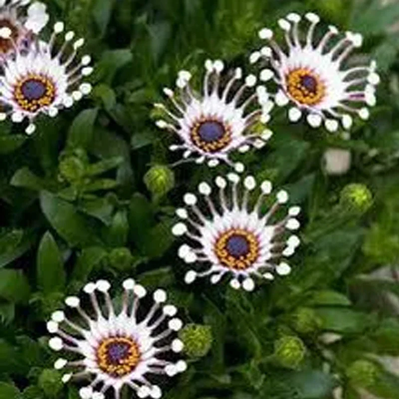 Osteospermum Mix Seeds Spider Daisy Rare - Image 8