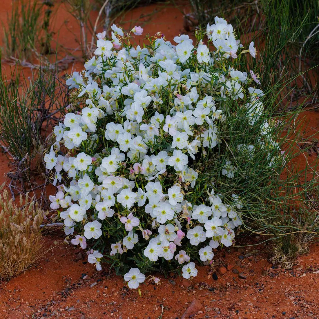 Pale Evening Primrose Seeds - Image 3