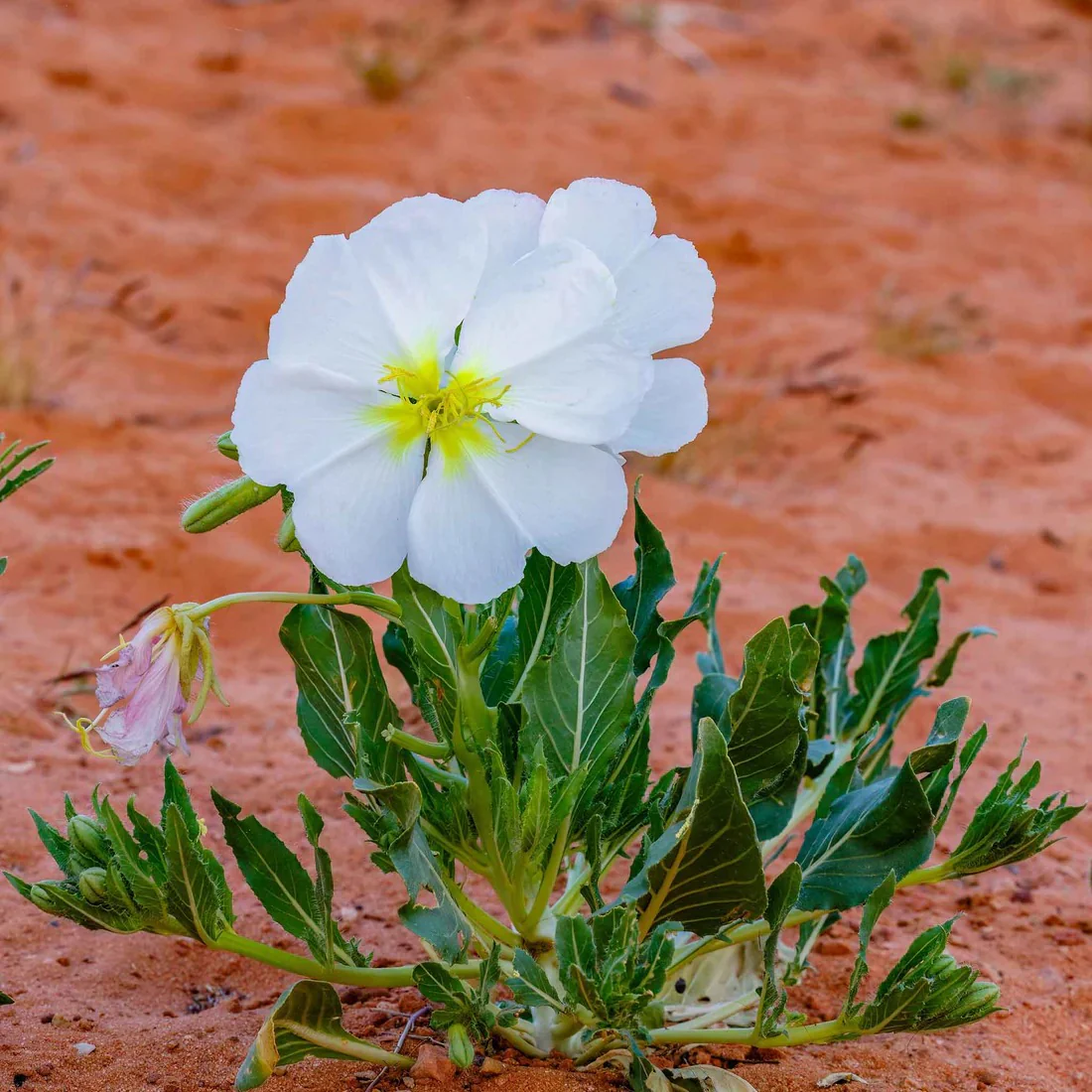 Pale Evening Primrose Seeds - Image 4