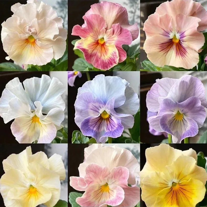 Pansy Winter Elf Series - I Miss You Endlessly - Image 15