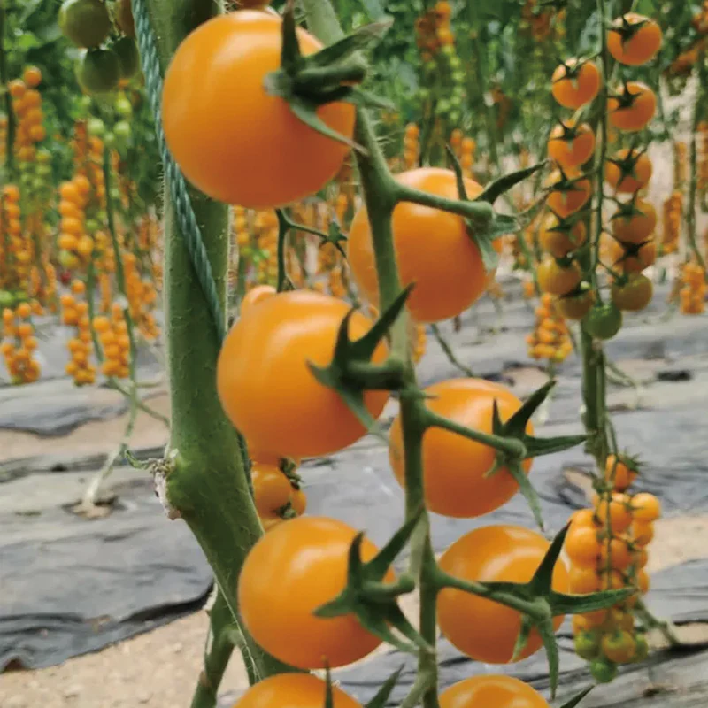 Patio Choice Yellow Cherry Tomato Seeds - Image 4
