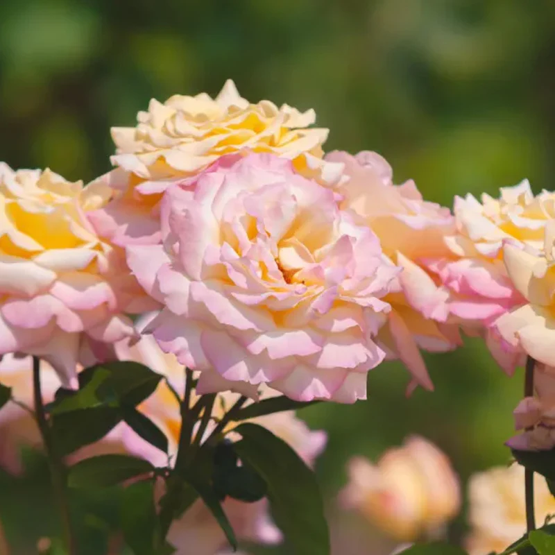 Peaceful Roses - The Messenger of Peace - Image 6