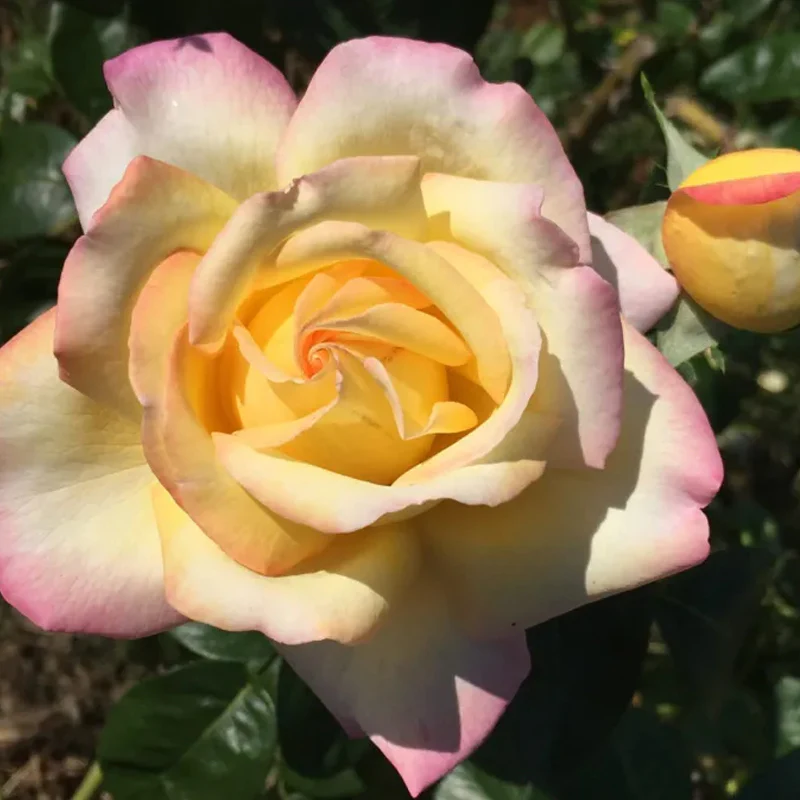 Peaceful Roses - The Messenger of Peace - Image 8
