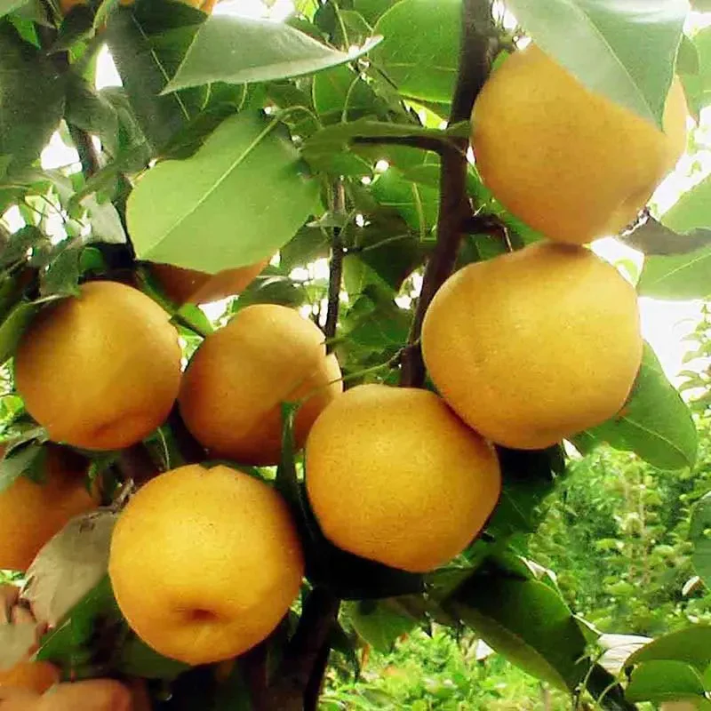 Pear Seeds Yellow Chinese Pear Tree Bonsai Seeds Sweet Delicious Exotic Fruit Seeds - Image 4