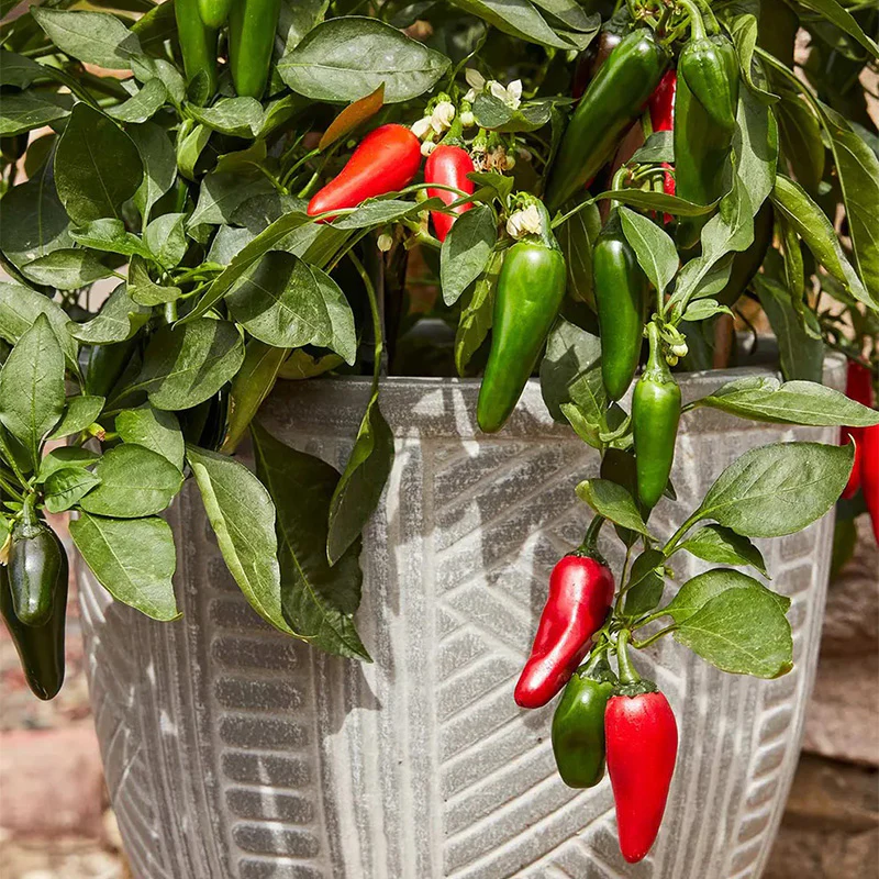 Pepper, Hot Jalapeno, Pot-a-Peño Hybrid - Image 2
