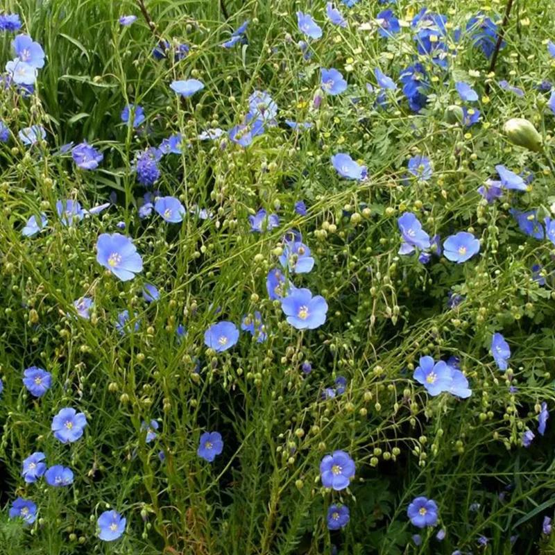 Perennial Blue Flax Seeds - Image 7