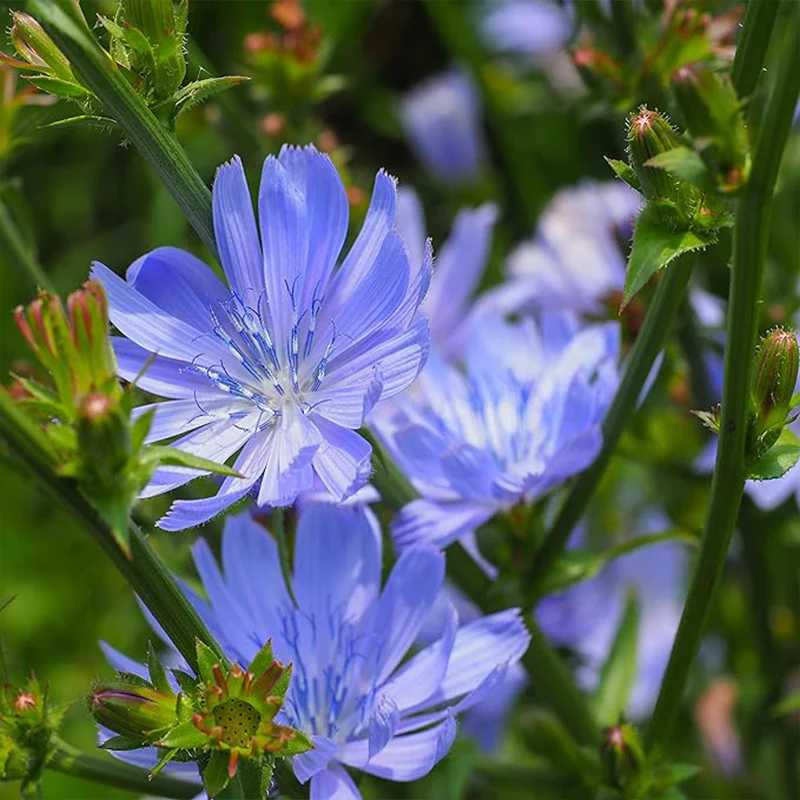 Perennial Chicory Flower Seeds for Planting - Image 3