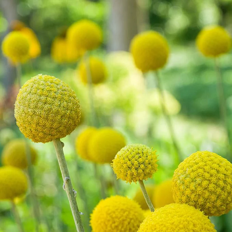 Perennial Craspedia Globosa Billy Button Flower Seeds for Planting - Image 2