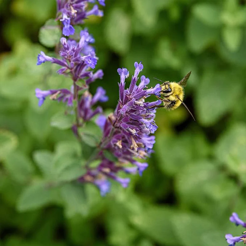 Perennial Nepeta Mussinii Catmint Herb Garden Seeds for Planting - Image 3