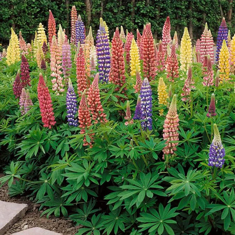 Perennial Russells Lupine Flower Seed Mix for Planting
