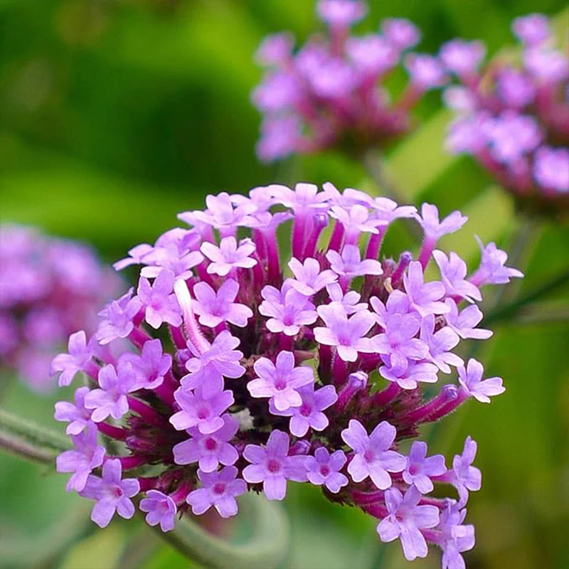Perennial Verbena Bonariensis Purpletop Vervain Flower Seeds for Planting - Image 4