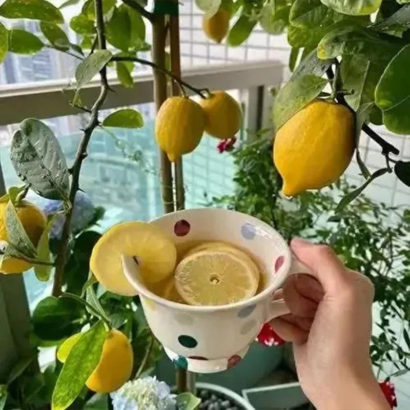 Perfume Lemon Seeds High Germination Rate - Year Round Blooms and Fruits - Image 2