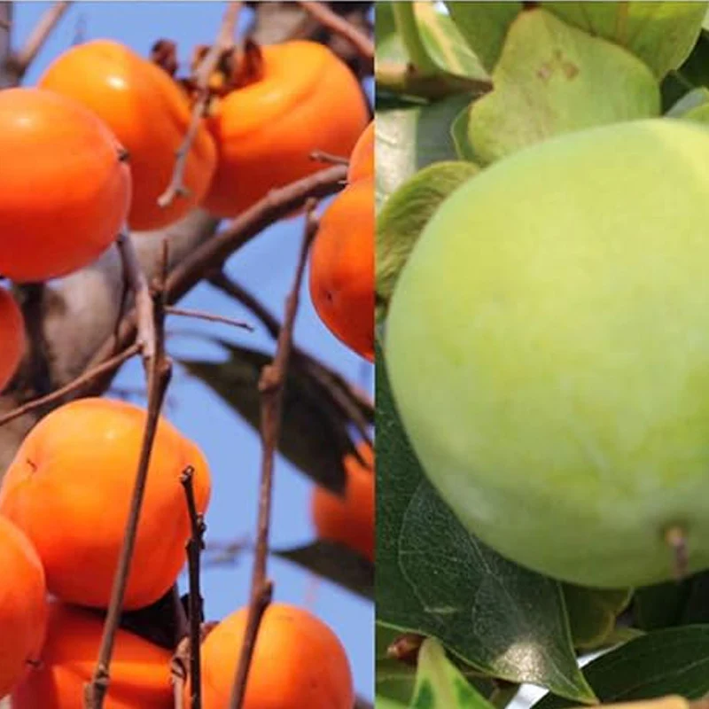 Persimmon Tree Diospyros Hachiya Fruit Seeds Tall Potted Plant Great Tasting Fruit - Image 2