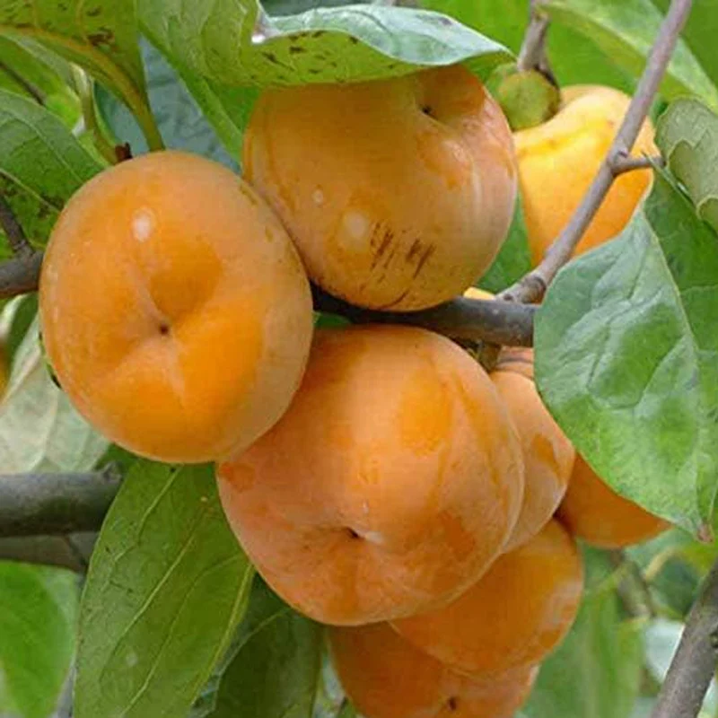 Persimmon Tree Diospyros Hachiya Fruit Seeds Tall Potted Plant Great Tasting Fruit - Image 3