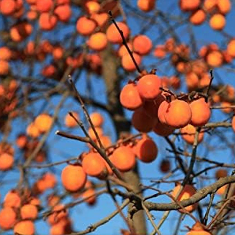 Persimmon Tree Diospyros Hachiya Fruit Seeds Tall Potted Plant Great Tasting Fruit - Image 4