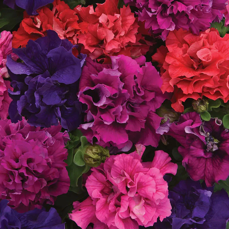 New!Flower