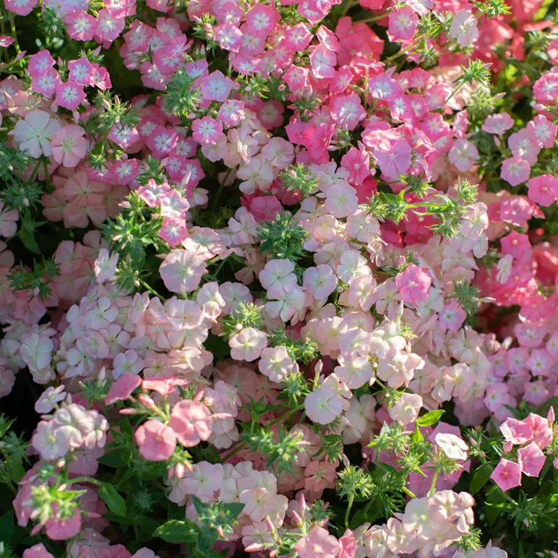 Phlox drummondii -Dwarf Mix - Image 3