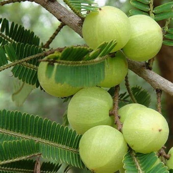 Phyllanthus Emblica,Indian Gooseberry Edible Fruit Ornamental Deciduous Tree Survival Gear Food Seeds - Image 3