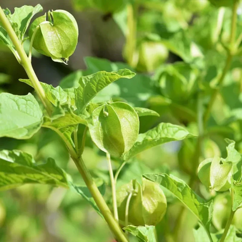 Physalis alkekengi,Strawberry groundcherry,Winter Ground Cherry - Chinese Lantern Seeds - Image 8
