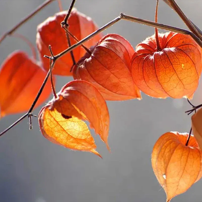 Physalis alkekengi,Strawberry groundcherry,Winter Ground Cherry - Chinese Lantern Seeds - Image 9