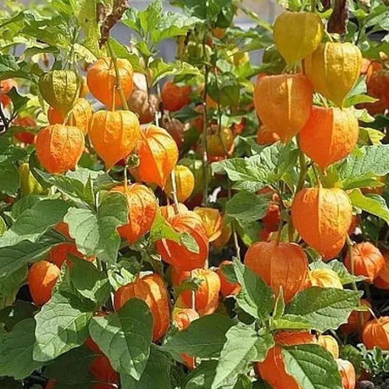 Physalis Peruviana Fruit-Lantern Fruit Seeds - Image 3