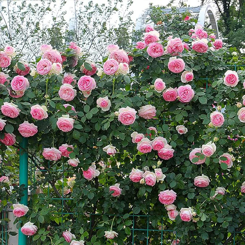 Pink Climbing Rose Vine Seeds - Amazing Growth and Beautiful Roses - Image 3