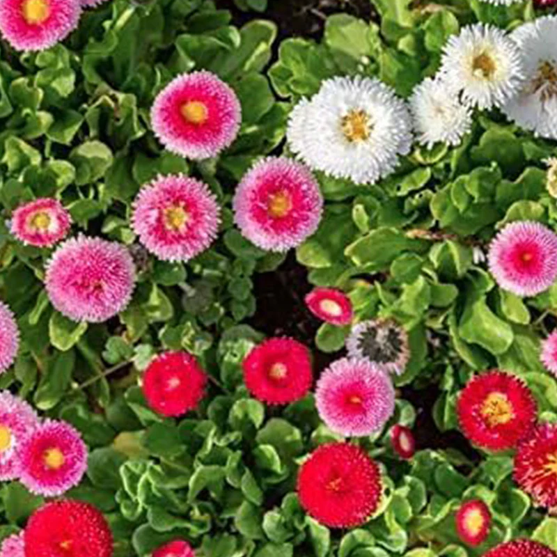 Pink Daisy, Lawns and Borders Bellis Perennis - Image 3