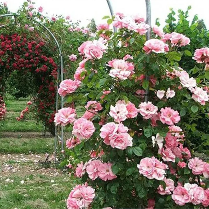 Pink Lady Rose Climbing Seeds - Image 2
