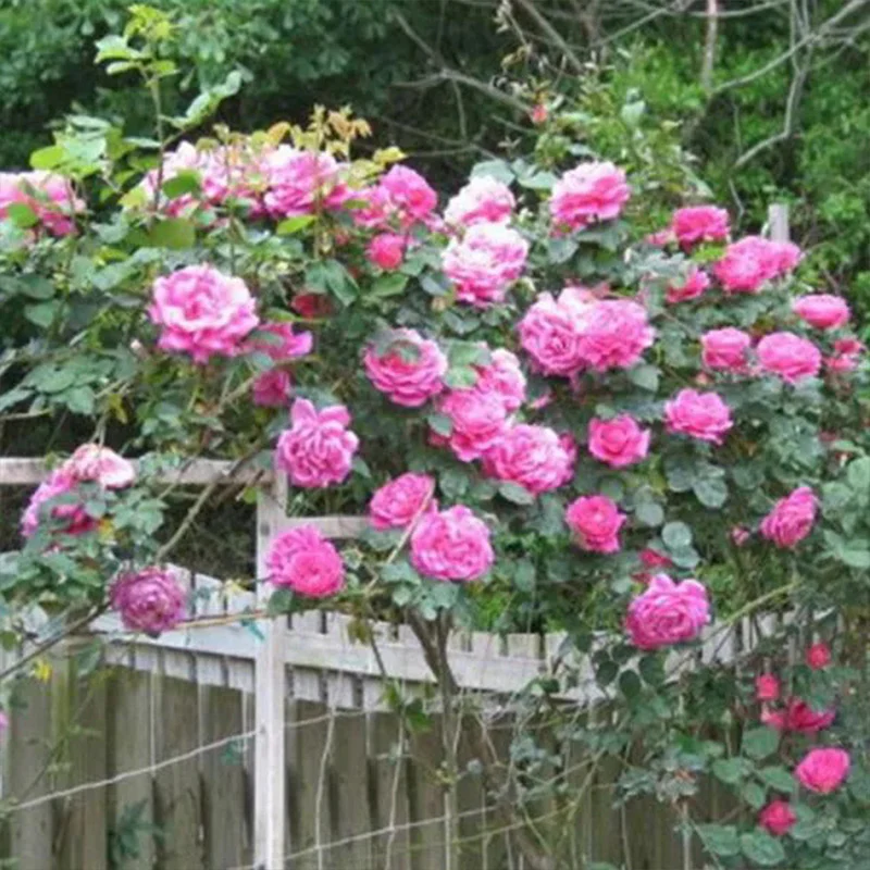Pink Lady Rose Climbing Seeds - Image 4