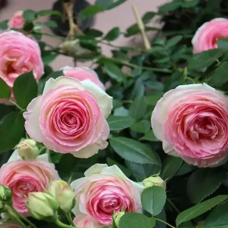 Pink Lonza Gemstone Seeds - Image 2
