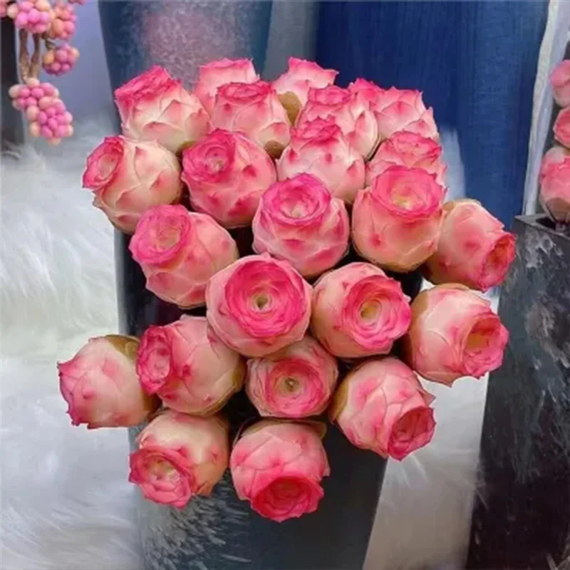 Pink Mountain Rose Succulent - Image 4