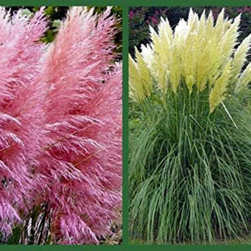 Pink Pampas Grass Seeds Ornamental Grass for Landscaping or Decoration  - Image 4
