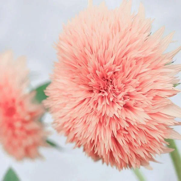 Pink Pooh Sunflower Seeds - Image 3