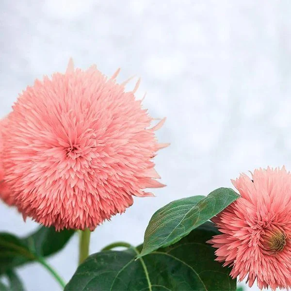 Pink Pooh Sunflower Seeds - Image 4