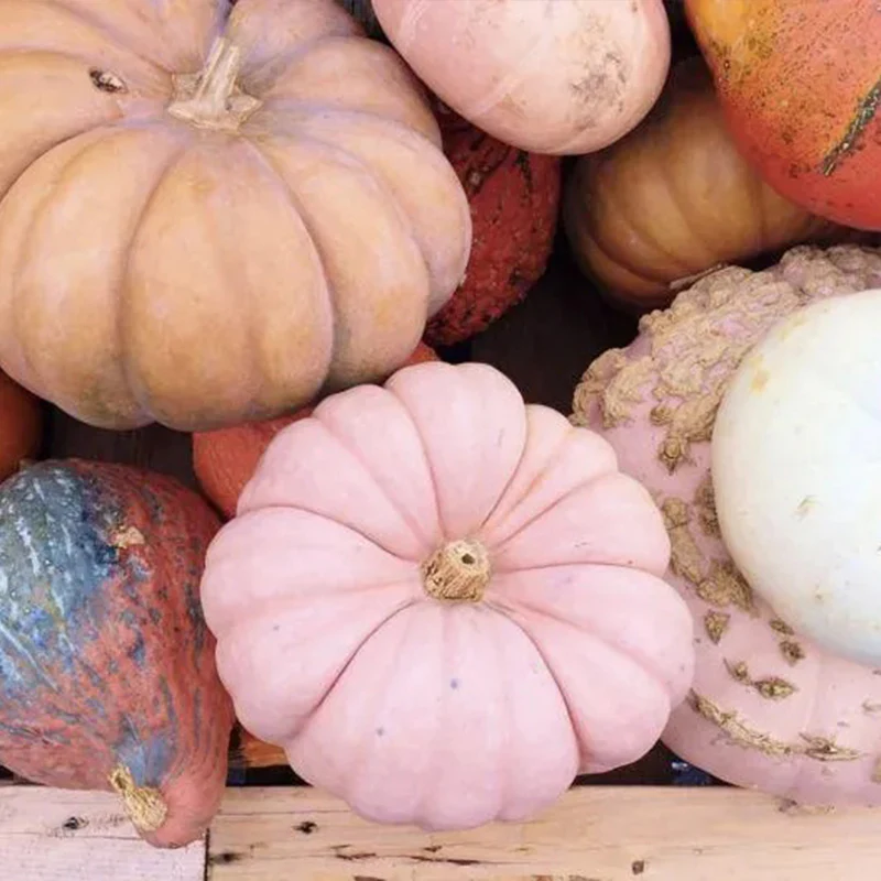 Pink Pumpkin Seeds - Image 4