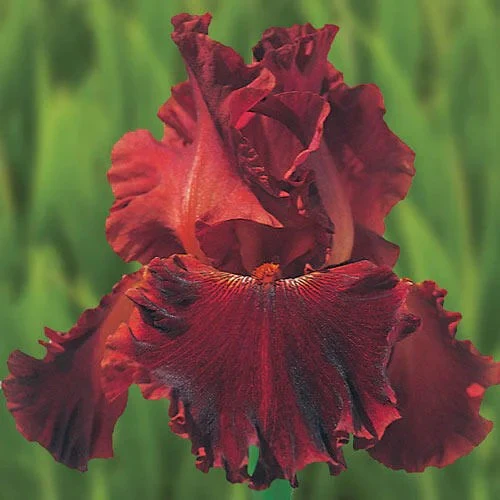 'Play with Fire' Bearded Iris - Image 2