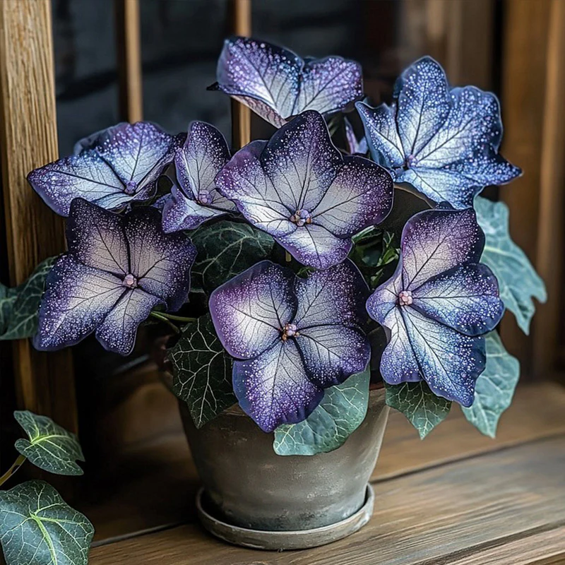 Plum Silver Star Begonia Seeds - Image 2