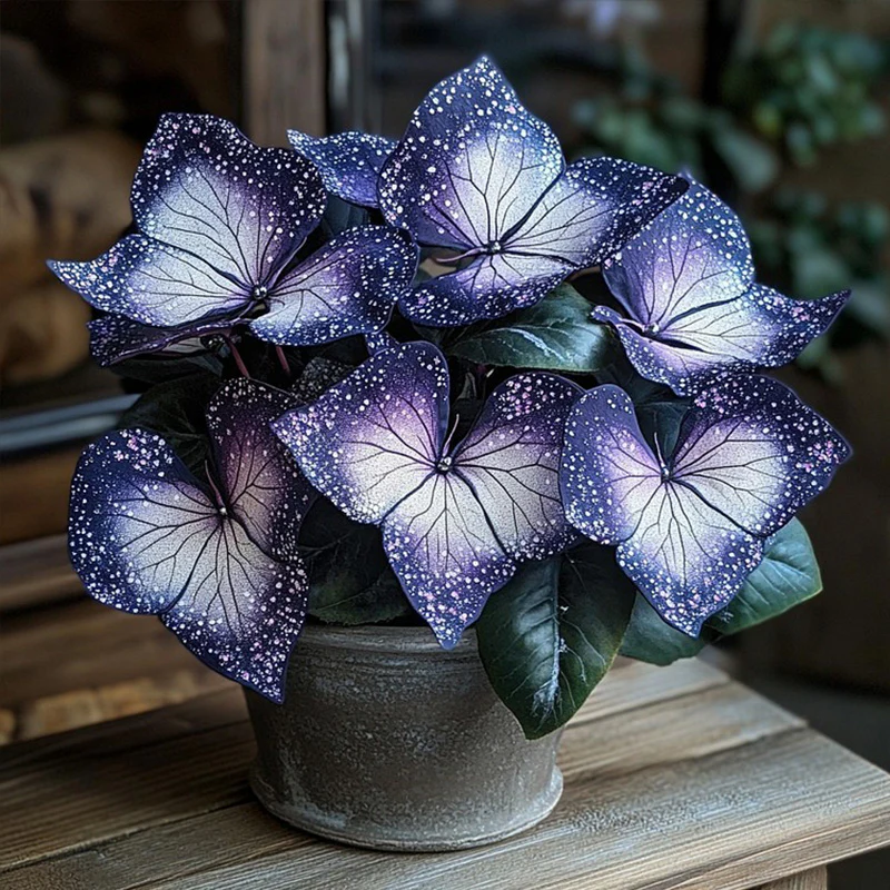 Plum Silver Star Begonia Seeds - Image 3