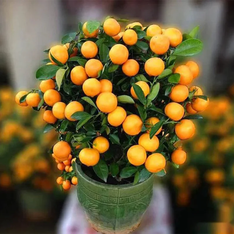 Potted Sugar Tangerine Seeds - Image 2
