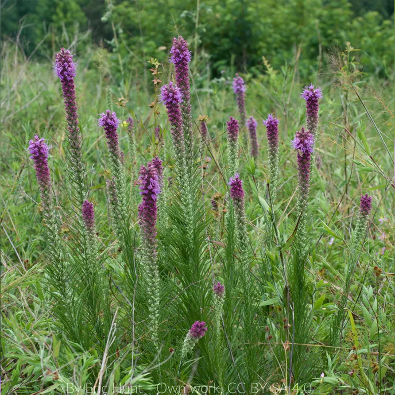 Prairie Blazing Star Seeds - Image 6