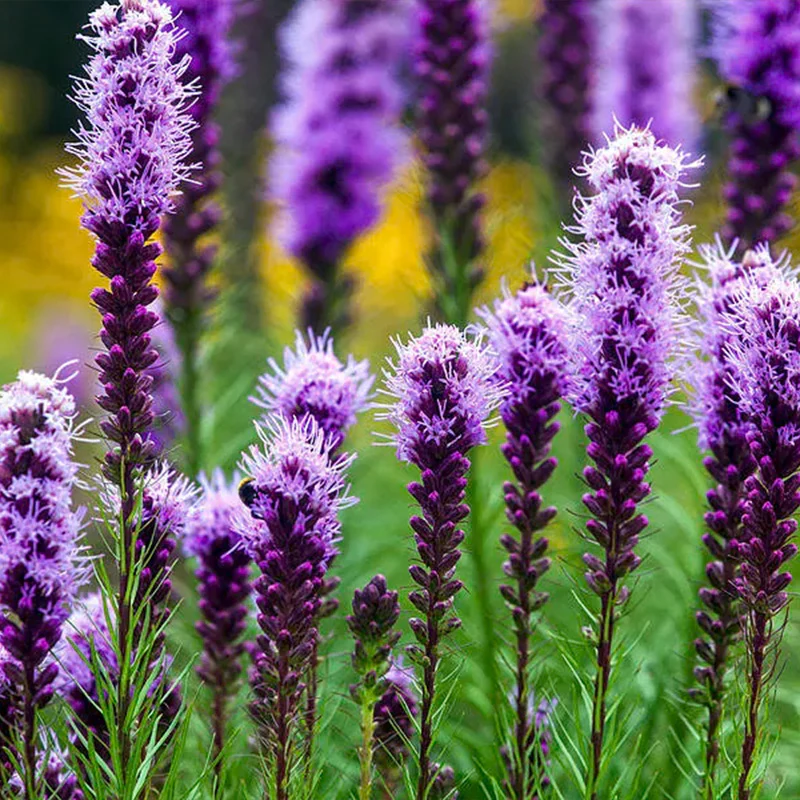 Prairie Blazing Star Seeds - Image 8