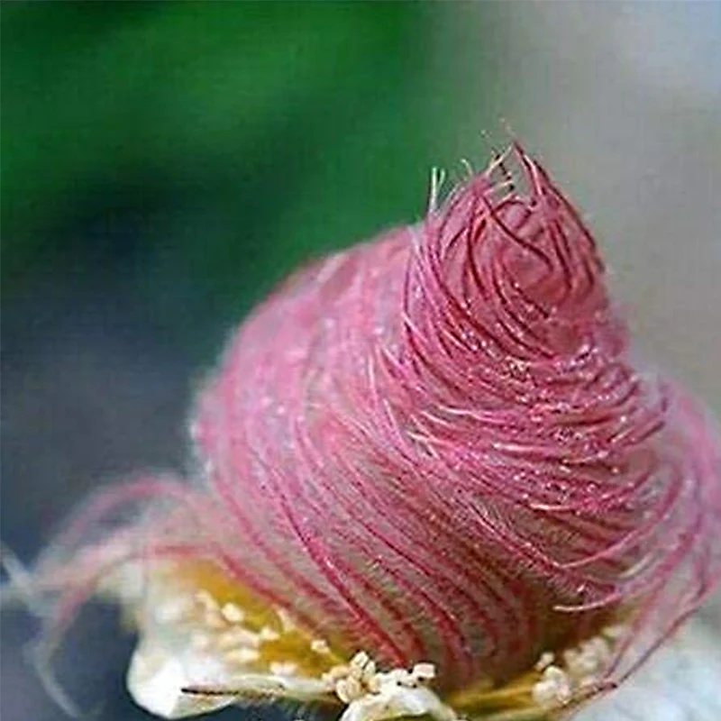Prairie Smoke Flower Seeds - Image 9
