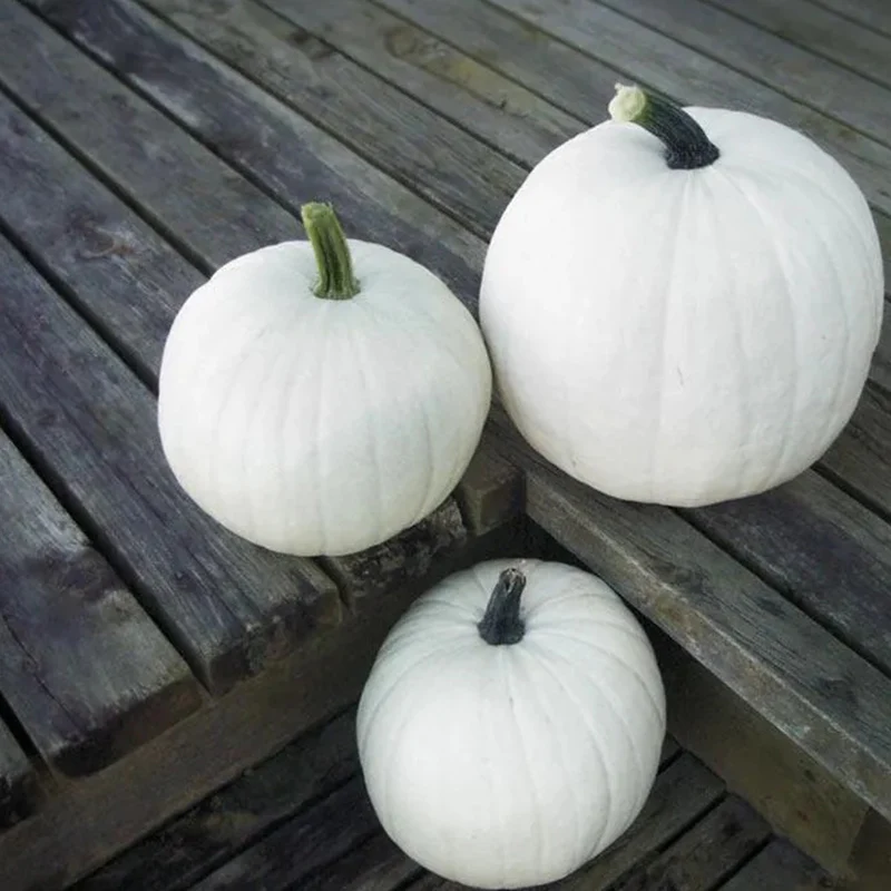 Pumpkin Cotton Candy