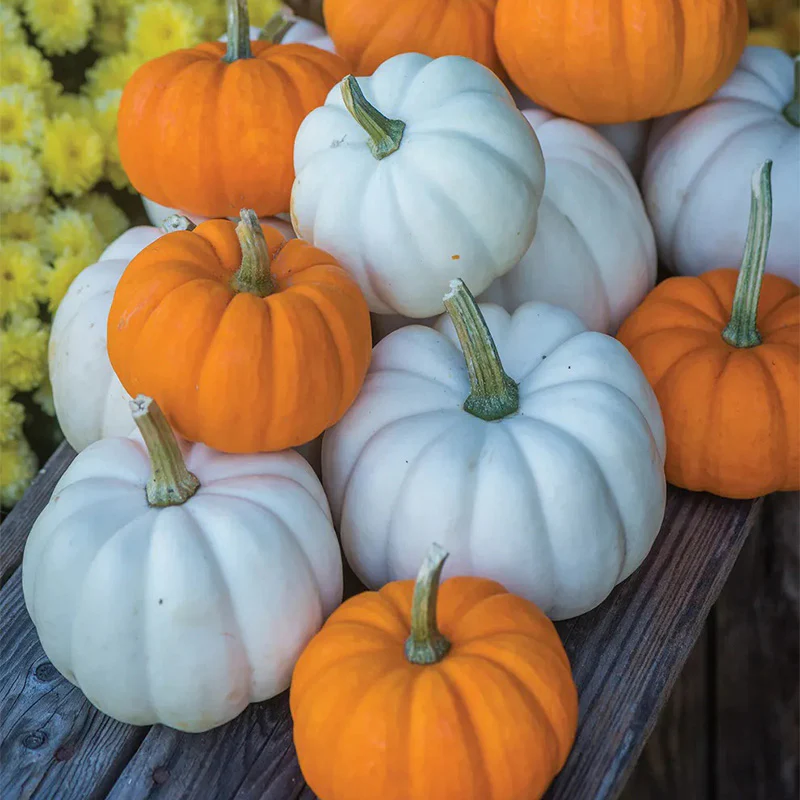 Pumpkin, Mini Harvest Hybrid Blend - Image 2