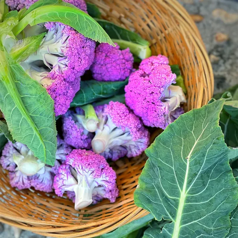 Purple Cauliflower Seed - Image 3